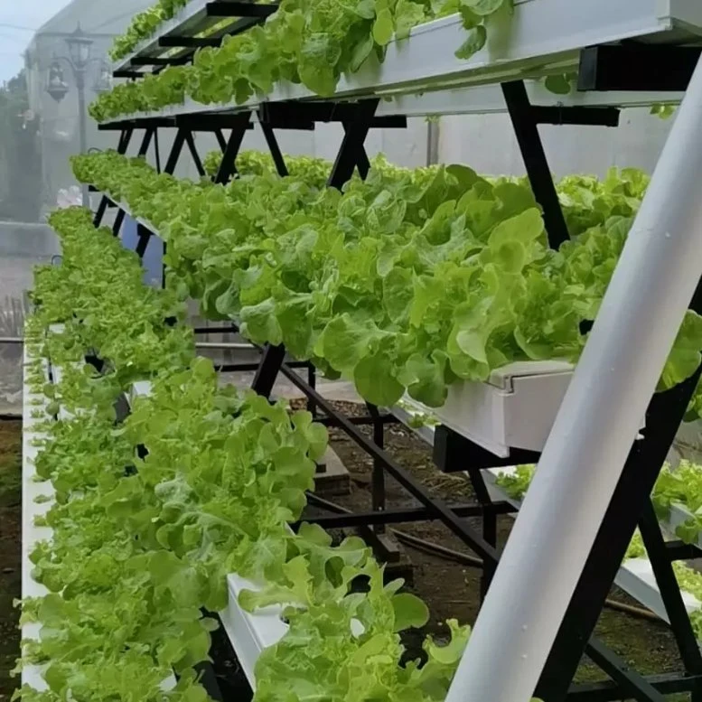 a Type Space Saving Hydroponics Lettuce Salad Planting PVC Nft Channel Hydroponics System