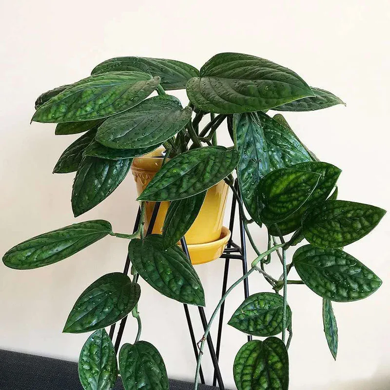 Monstera Karstenianum Ornamental Plant Bonsai