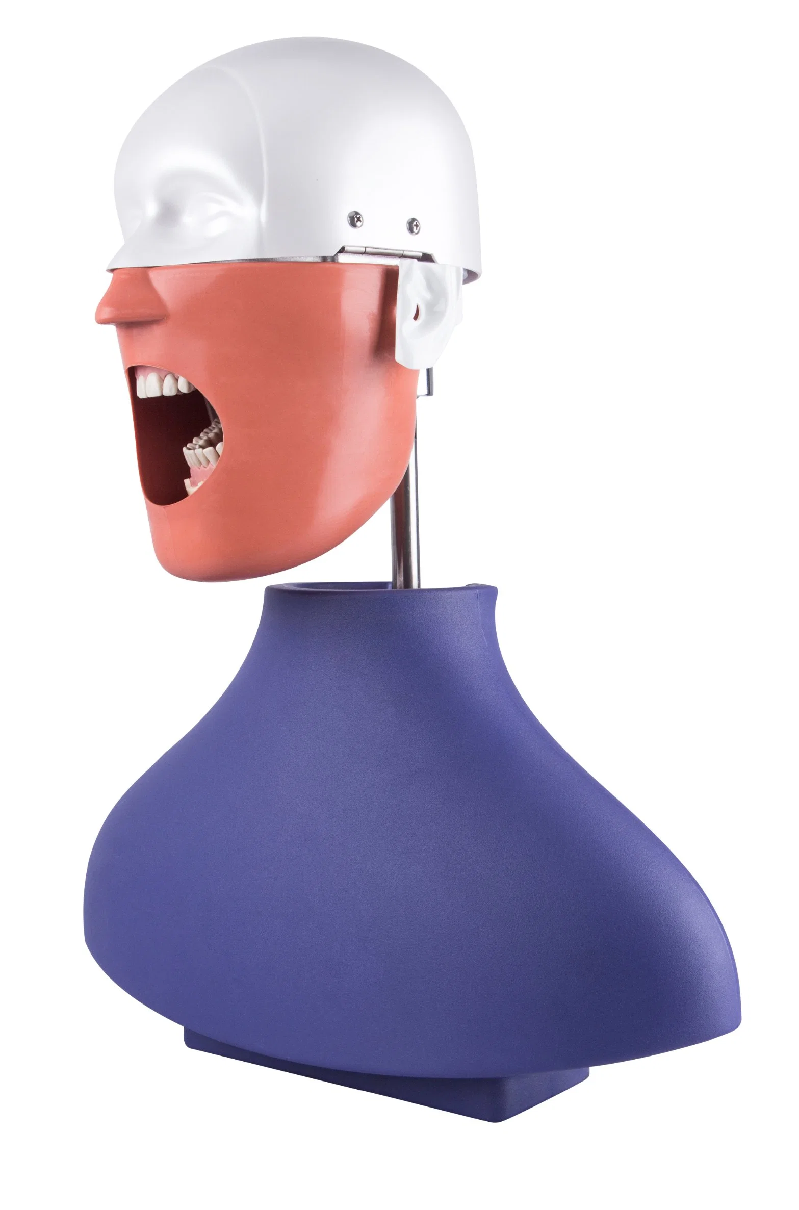 Academic Dentist Use Anatomy Phantom Head Model Dental Equipment for Education