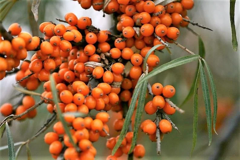 Sha Ji Guo Qualität gesunde Ernährung und Kräutermedizin Meer Sanddorn-Frucht