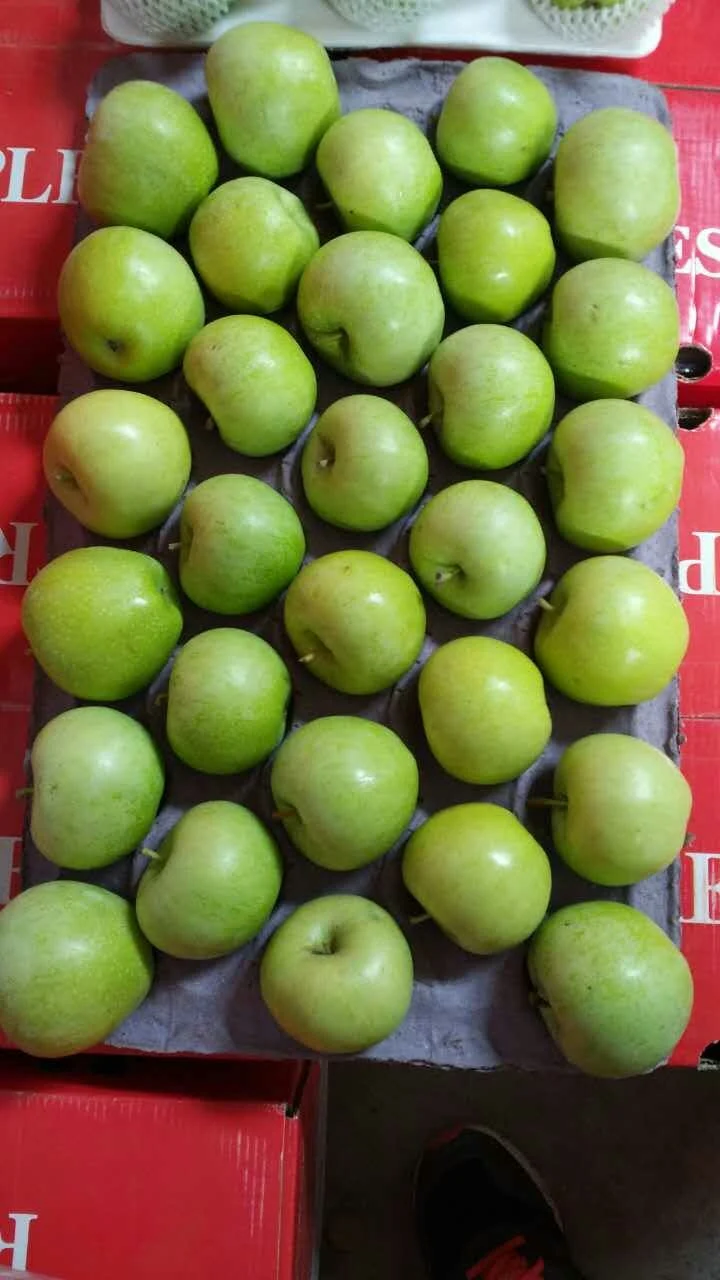 New Season Green Qinguan Fresh Apples