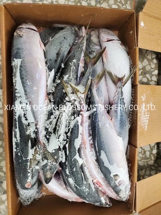 Buy High Quality Frozen Pacific Mackerel From China Producer Taiwan Mackerel