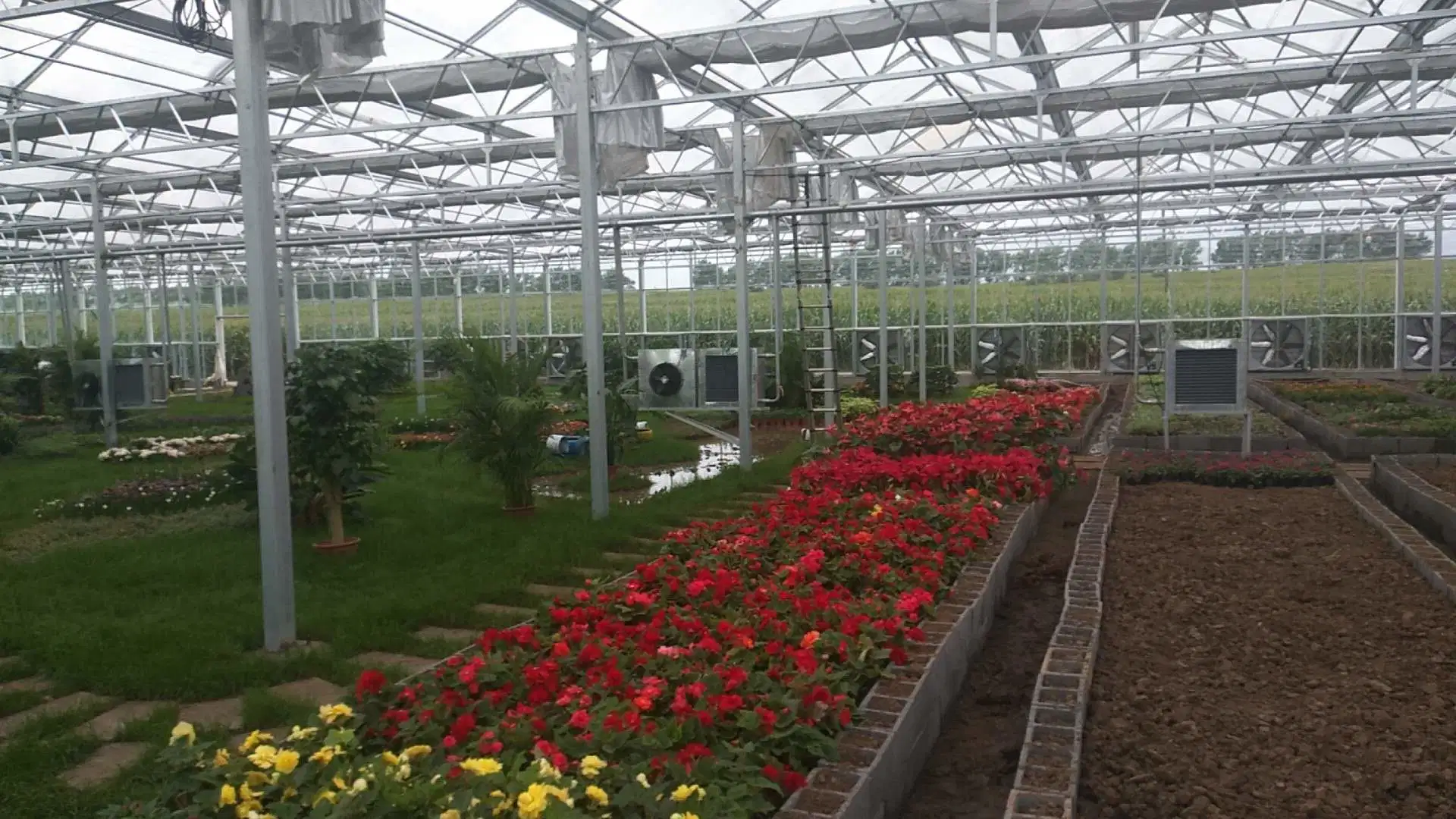 Túnel Multi-Span Inteligente / tipo Arco PE / vidro de película pó Agricultura / cognical comercial Estufa para tomate/pepino/Strawberry com sistema de crescimento de Hydroponics