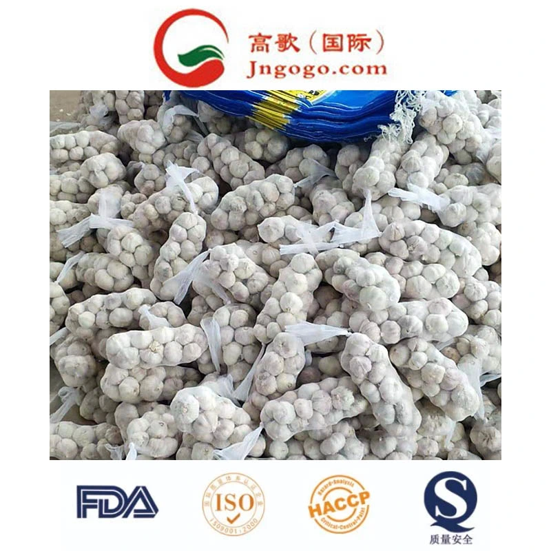 China Fresh Vegetables Fresh Garlic (5.5cm and up)