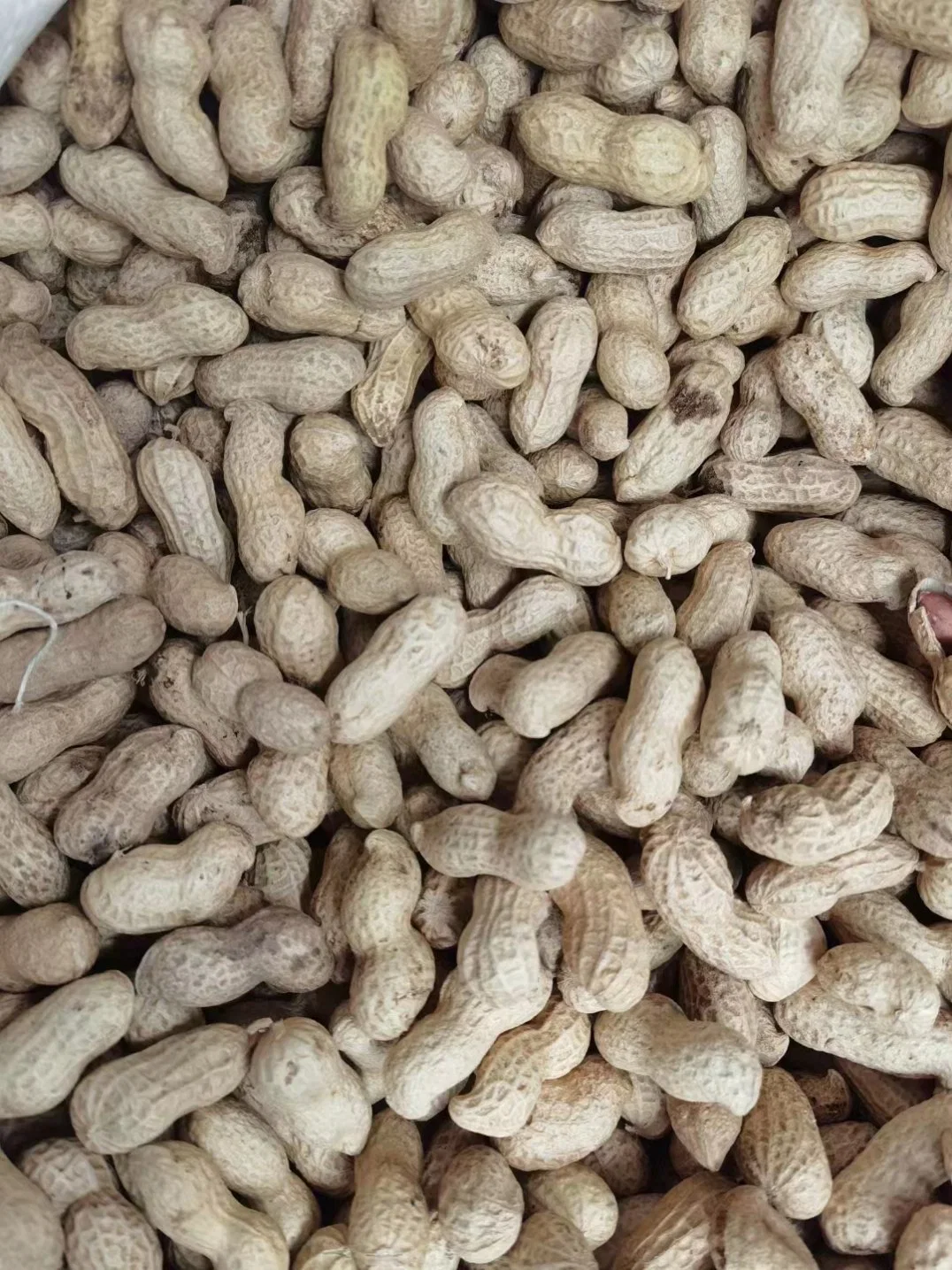 Food Grade Virginia Washed Raw Groundnut in Shell