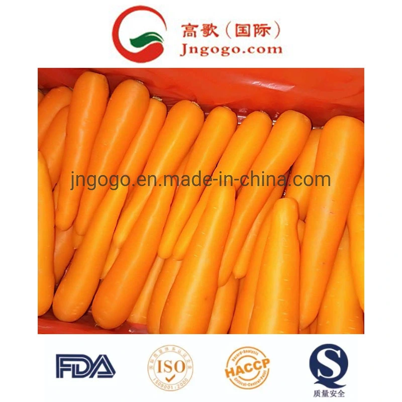 Excellent and Super Fresh Carrot From China