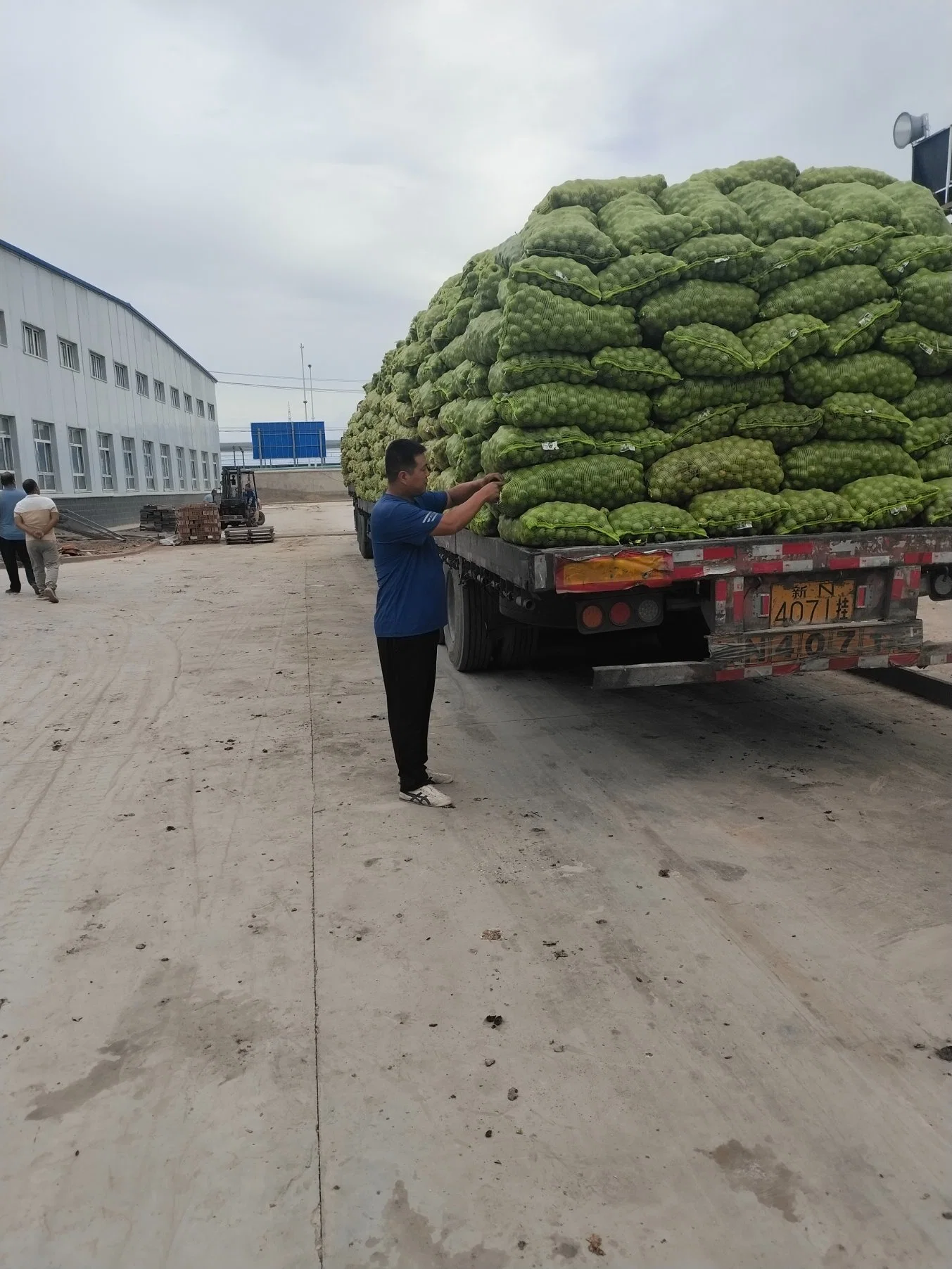 185 Paper Walnut 2023 Year Crop in Wholesale/Supplier Price