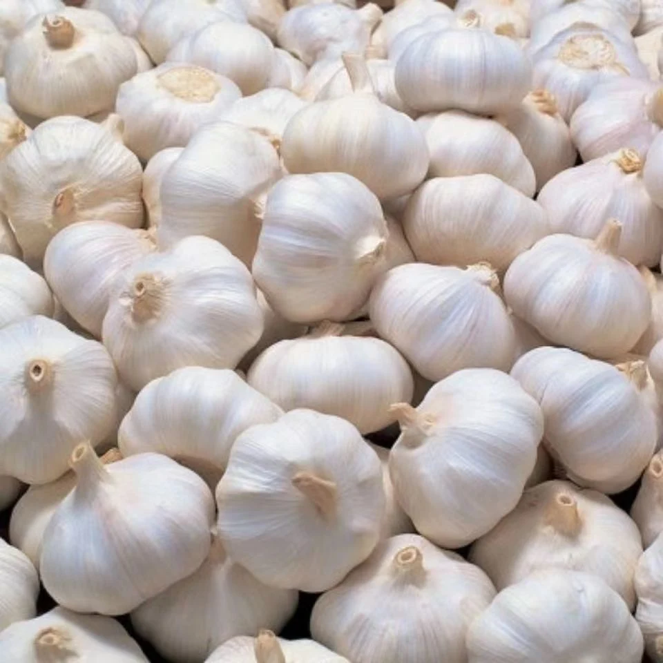 Top Quality Normal/Pure White Garlic