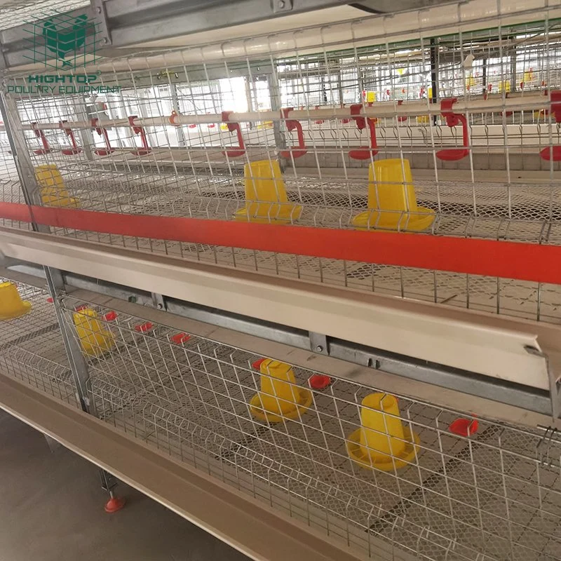 Cage de poulet de batterie de type H avec système d'alimentation automatique.