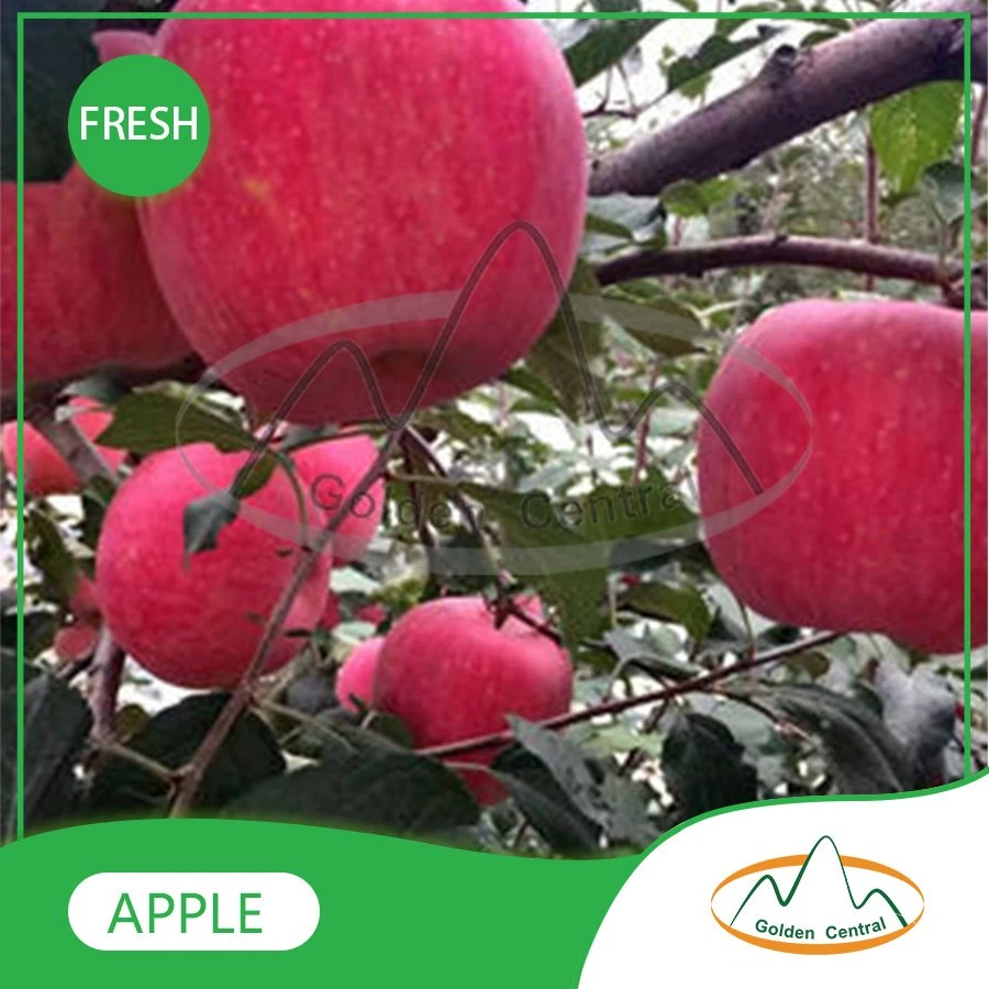 Großhandel Frisch Lecker Neue Art Apple Delicious Export Obstmarkt