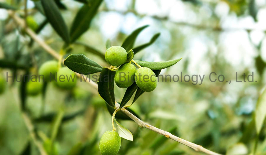 Factory Supply Olive Leaf Extract with Oleuropein