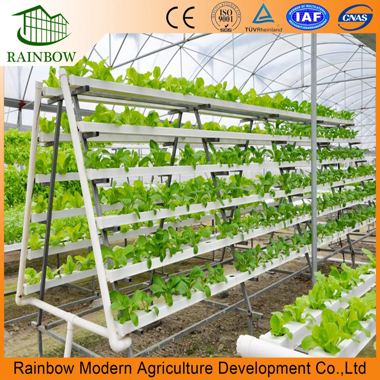 Chinese Multi Span Po/ PE Film Agricultural Greenhouse with Hydroponics Aquaponics System