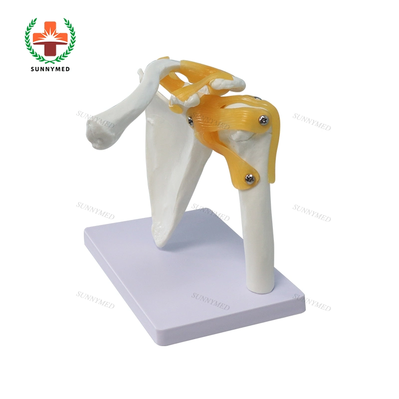 Teaching Shoulder Model Axis Scientific Muscle Shoulder Joint Model