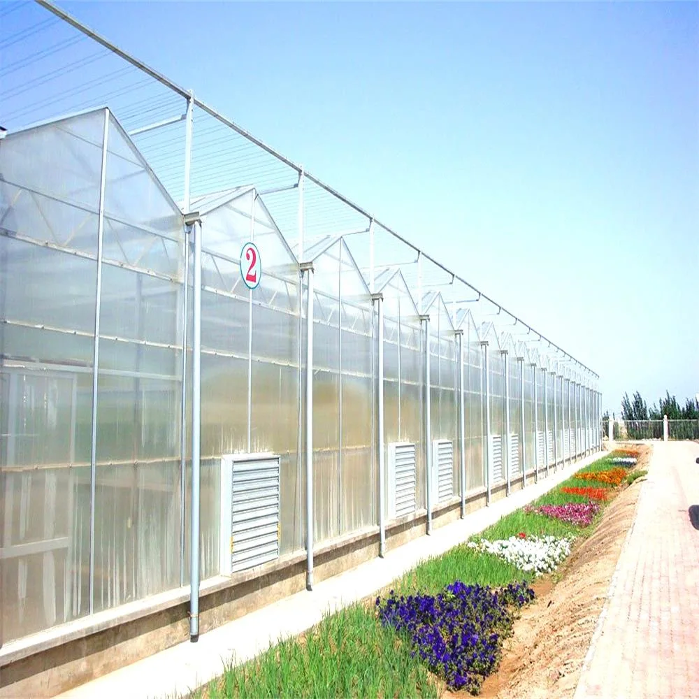 Systèmes hydroponiques Muti-Span Serres de feuilles de polycarbonate Venlo laitue commerciale/Tommato/concombre/poivre/fraise/champignons/fruits/légumes Vert Maisons