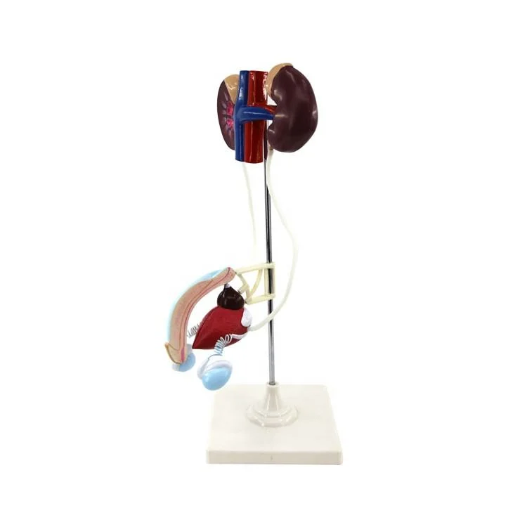 Classroom Display Laboratory Female Urinary System Teaching Model of PVC