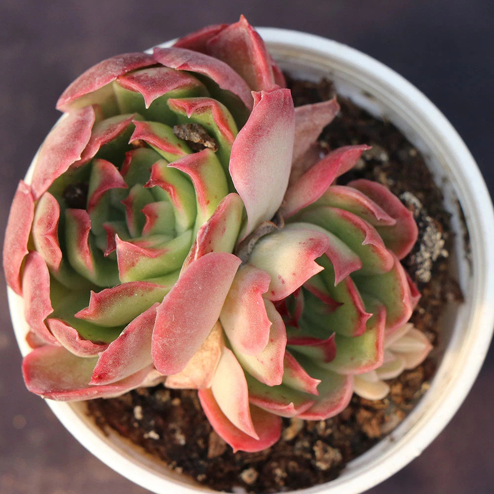 China High-Quality Echeveria Variegated Natural Live Plants Succulents