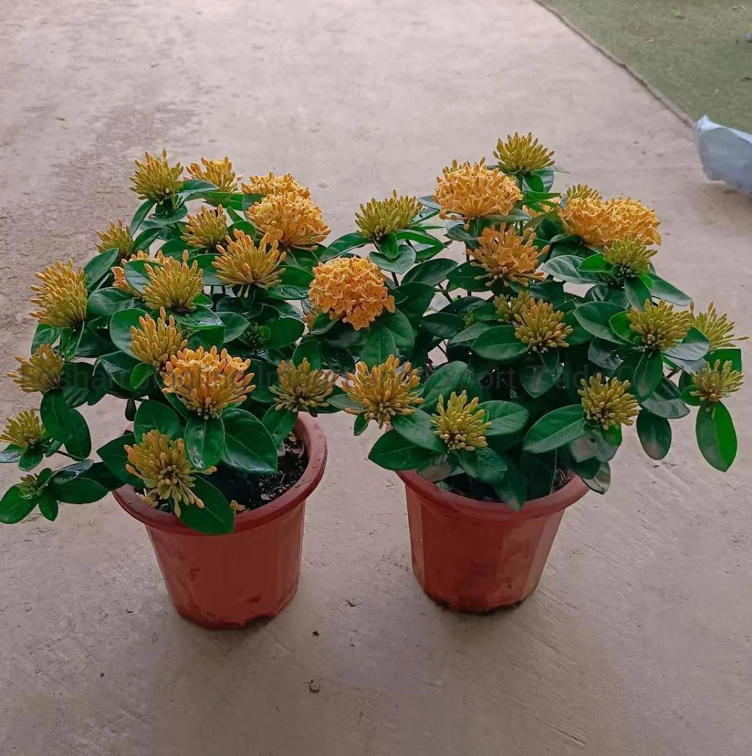 Wholesale/Supplier Ixora Chinese Orange Live Plants Flower Plants Bonsai Best Planting Indoor Plants