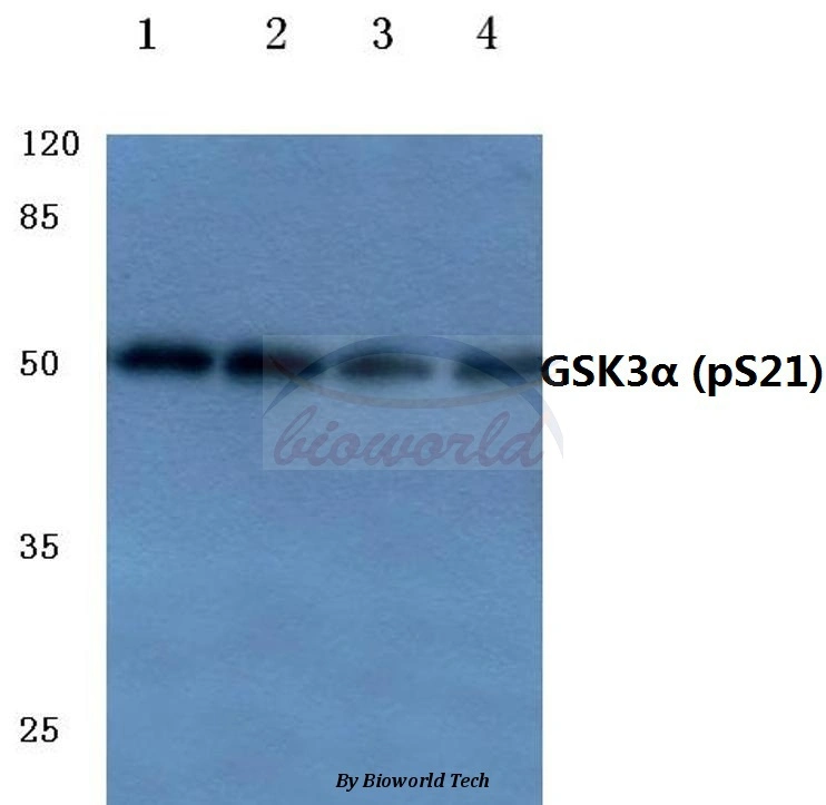 GSK3α (phospho-anticorps polyclonal S21)