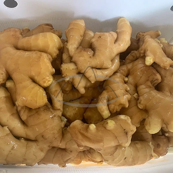 Top Quality Big Size Laiwu Fresh Ginger Wholesale/Supplier Price