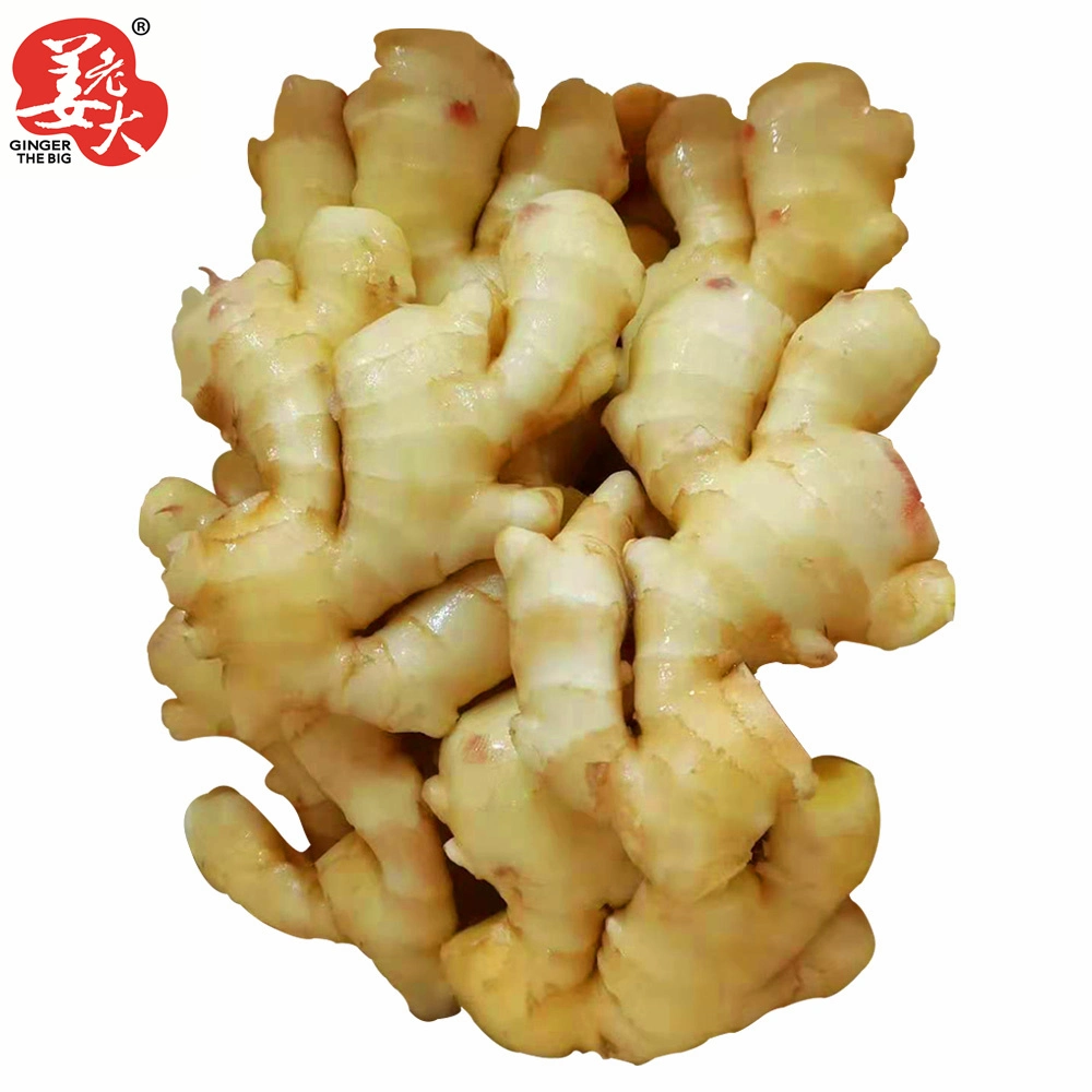 New China Ginger of 2021 Yellow Ginger Suitable for Bangladesh