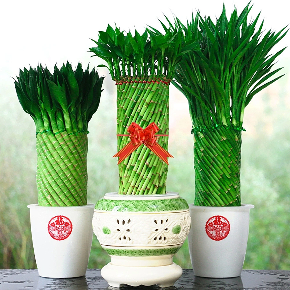 Arrangement Dracaena Lucky Bamboo Artificial Plant Decor for Home, Kitchen, Office, Table, Desk