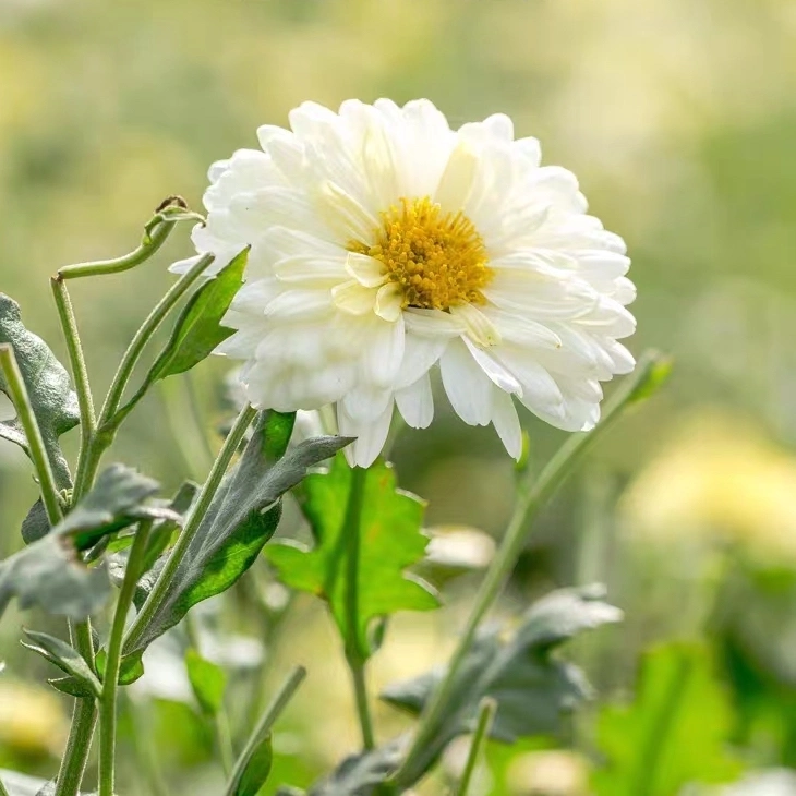 Heißer Verkauf Natürliche Chinesische Kräuter Getrocknete Hängen White Chrysanthemum Blume