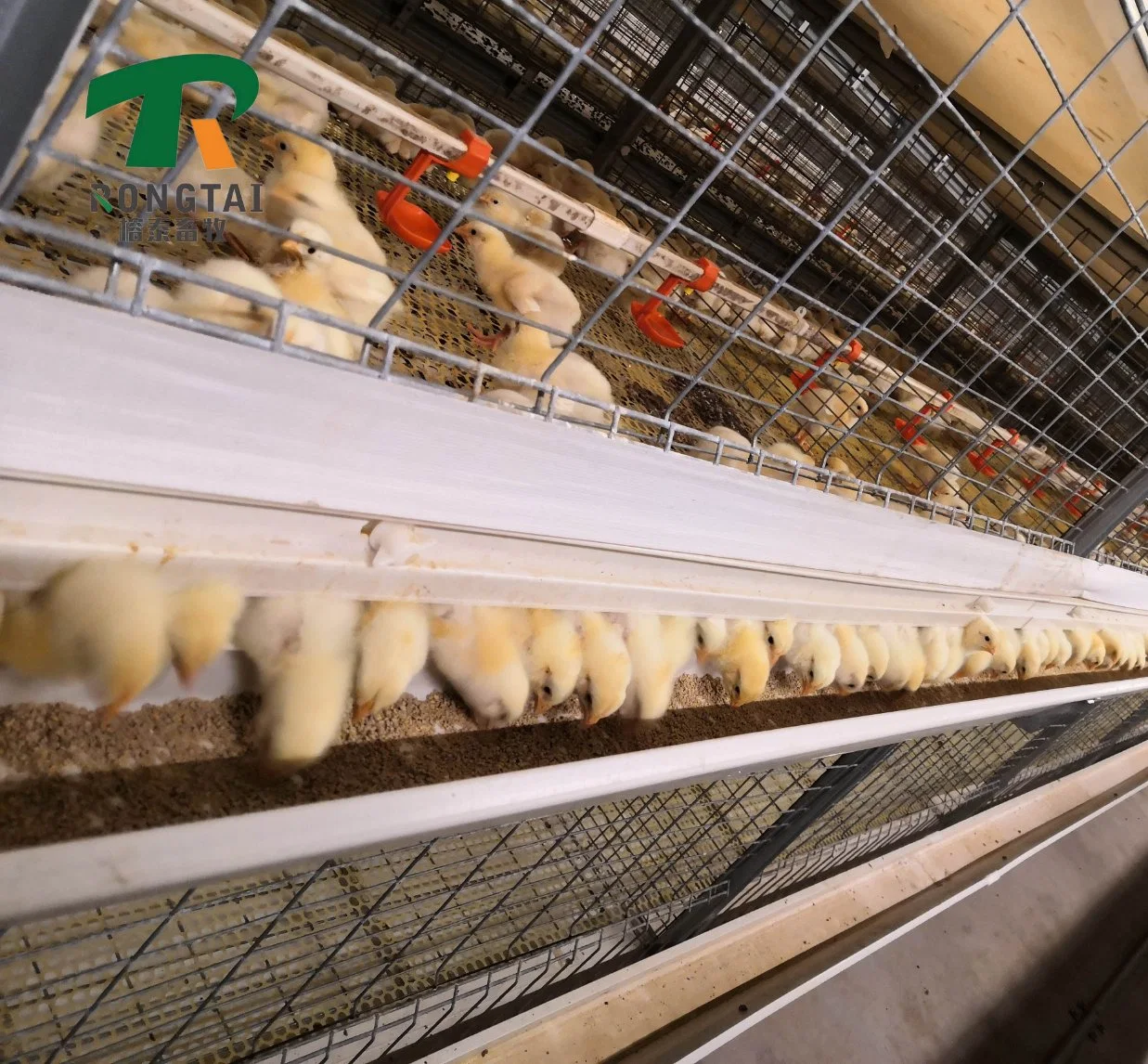 Galvanizado en caliente de la batería de aves de corral de la capa de huevo tipo escalera de la granja de pollos broiler automático de la capa y capa de la granja de huevos de aves de corral de la jaula de pollo