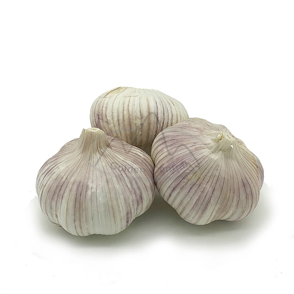 5.5 Cm Factory Pure White Fresh Garlic Price From China