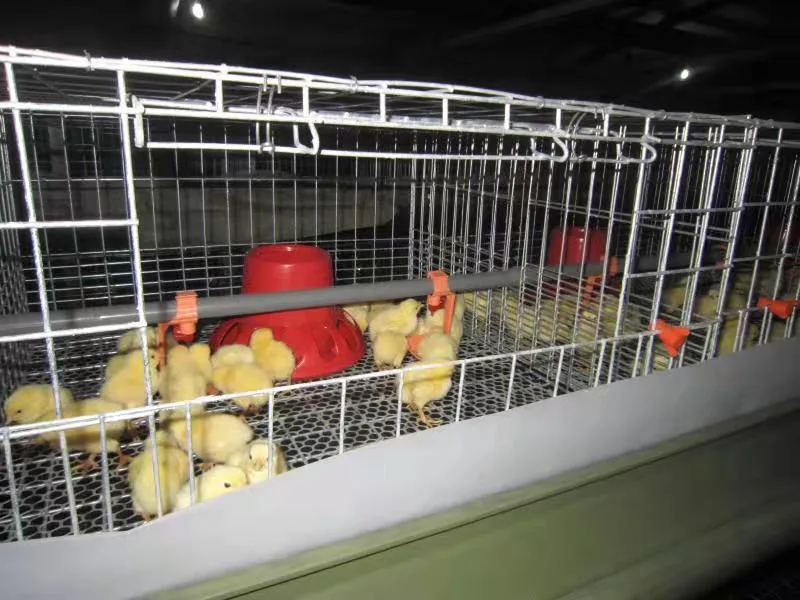 Chicken Farming/Farm Equipment/Machine Broiler Layer High Rate Baby Chicken Cage