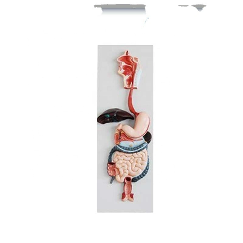 Human Anatomy Digestive System Model