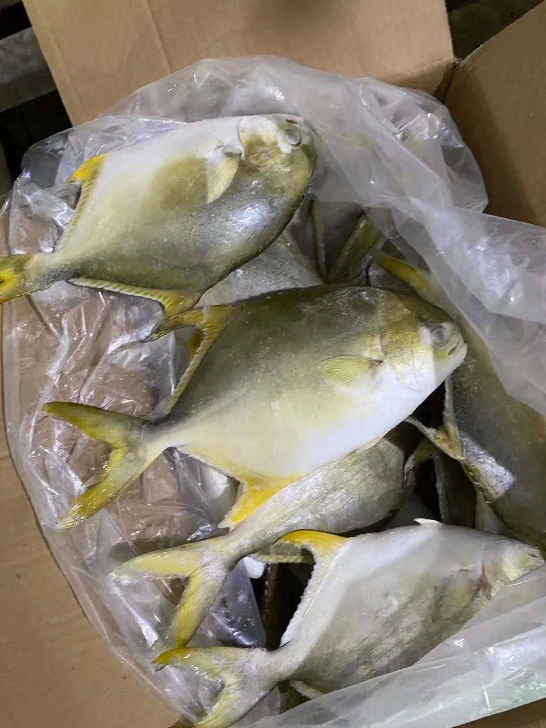 Frozen Fish Golden Pomfret Pompano