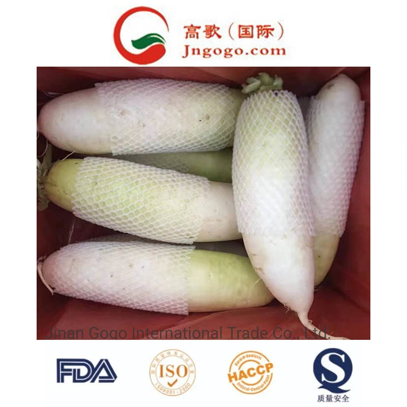 Top Quality New Crop Fresh White Radish Fresh Green Vegetables