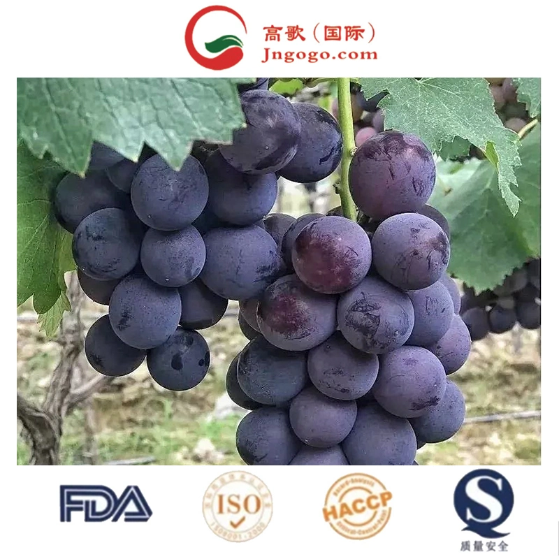 2022 New Crop of Fresh Fruits Chinese Grapes for Sale