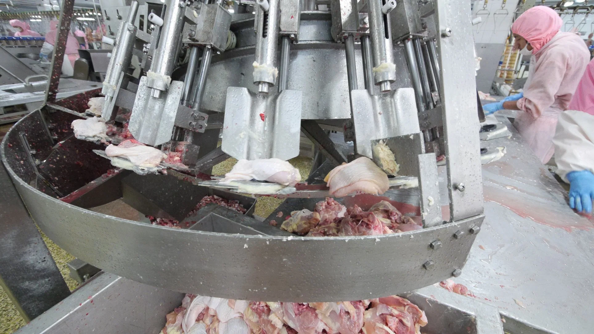 Automatic Abattoir Chicken Thigh Debone Machine