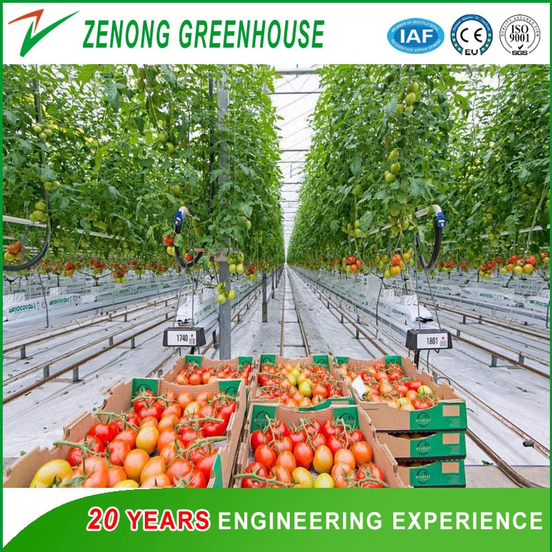 Farming/Fishing/Poultry Used Greenhouse PC Sheet Greenhouse with Misting Cooling System/Cooling Pad and Fan