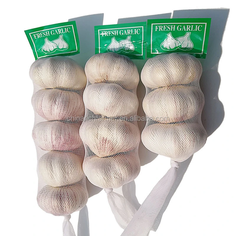 Frischer Knoblauch Normal White Super Garlic Preis Pro Ton Neu Freistellen