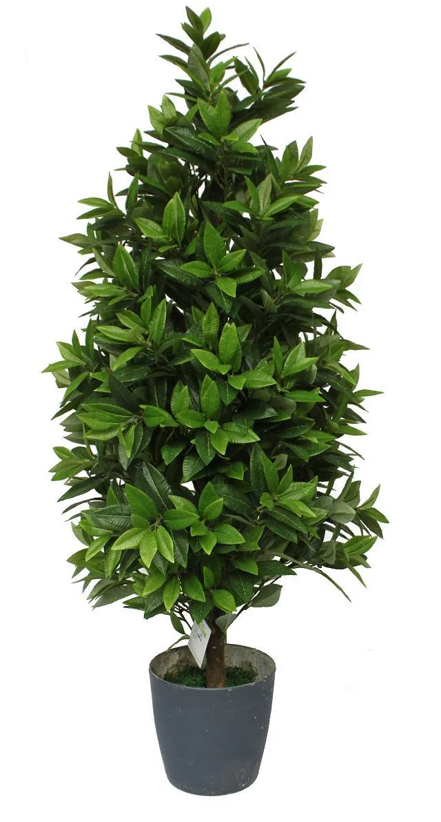 Evergreen Chinese Topiary Plant for Decoration