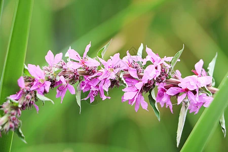 L'extrait pur et naturel à améliorer la santé de haute qualité Leonuri extraire Supplément Herba