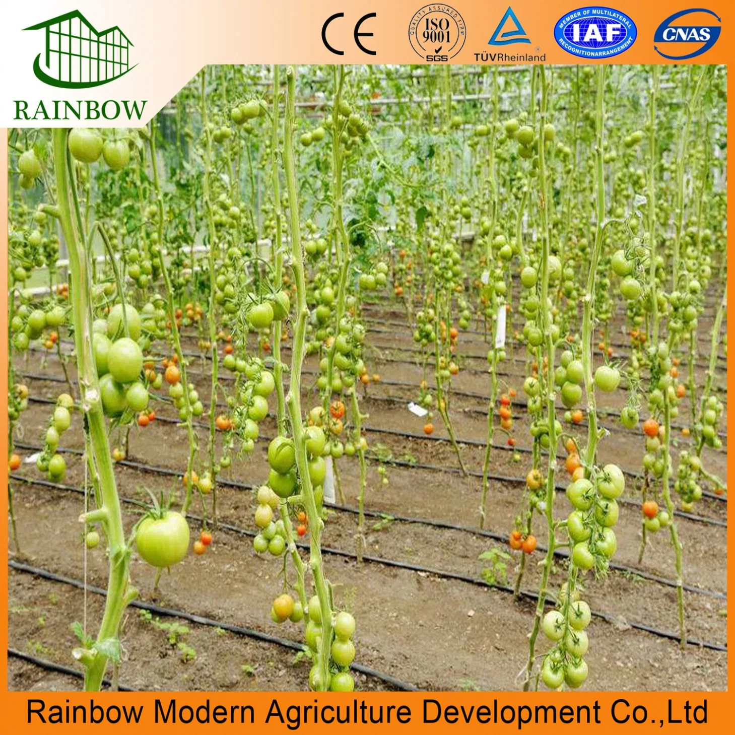 Agricultural Plastic Single-Span Arch Type Film Greenhouse