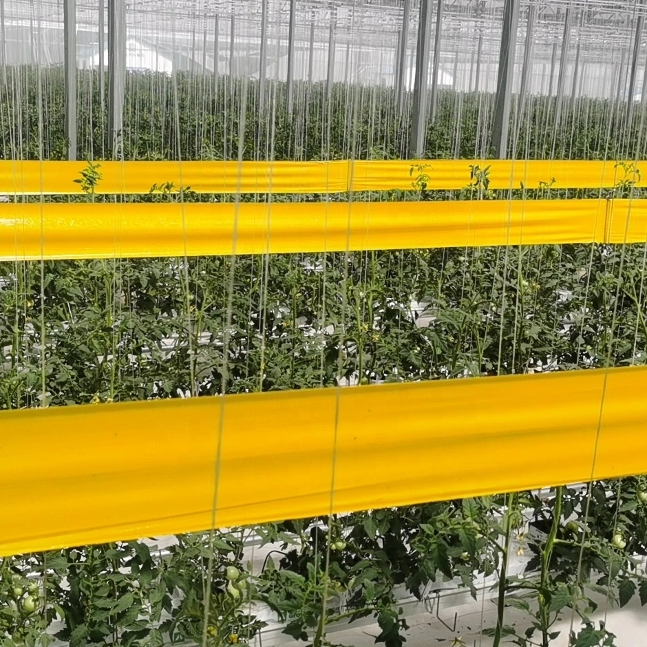 Whitefly Killer for Tomato Farm Yellow Aphids Roll