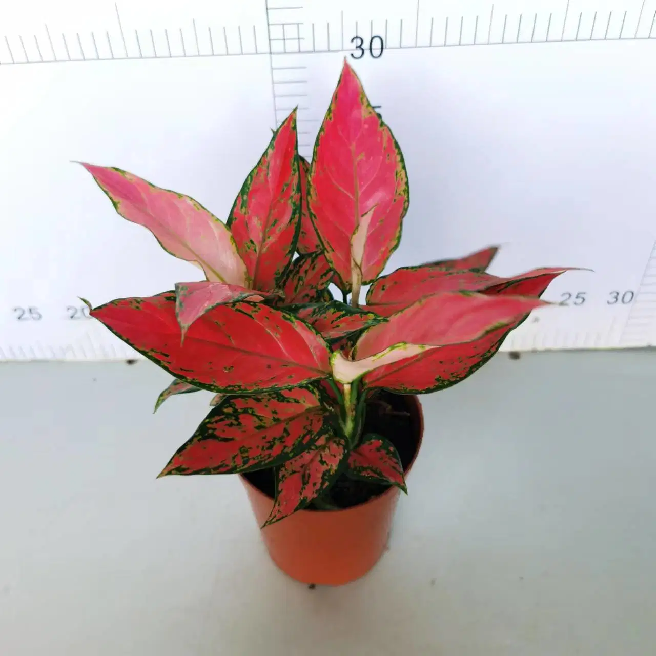 140# ángulo rojo vegetales Aglaonema