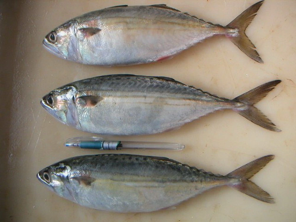 China Canned Sardine Fish in Tomato Sauce/Oil/Brine