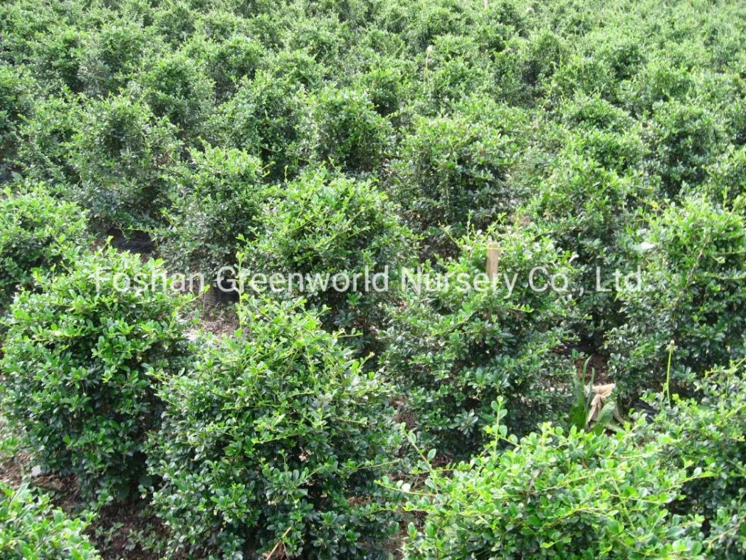 Carmona Ehretia Shrub Tree