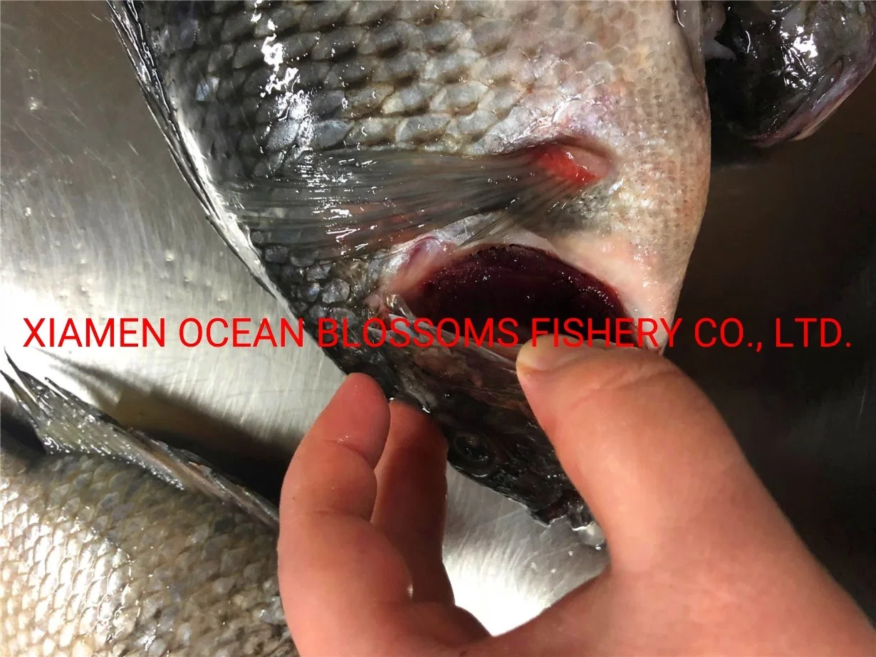 Buy Live Frozen Tilapia Fish From Oceanblossoms Supplier