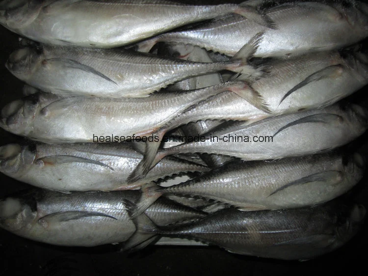 Frozen Hard Tail Scad /Horse Mackerel Fish