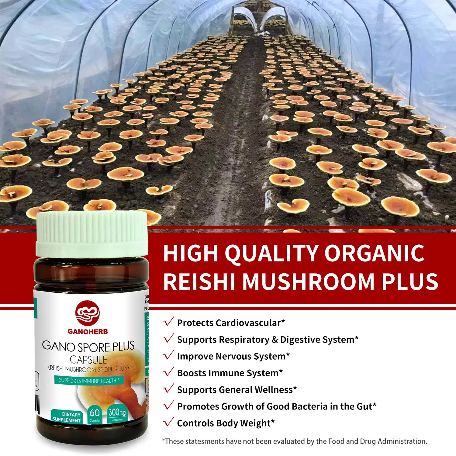 Ganoherb esporas de hongos Reishi orgánica cápsulas con 100% de la Ganoderma lucidum espora en polvo para aumentar el sistema inmunológico natural vegano no OMG y Libre de Gluten 60 Vegg