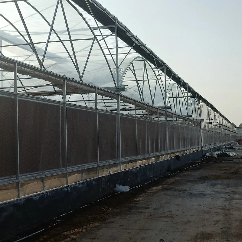 Multispan Plastic Film Covered Commercial Greenhouse with Tomato Hydroponics