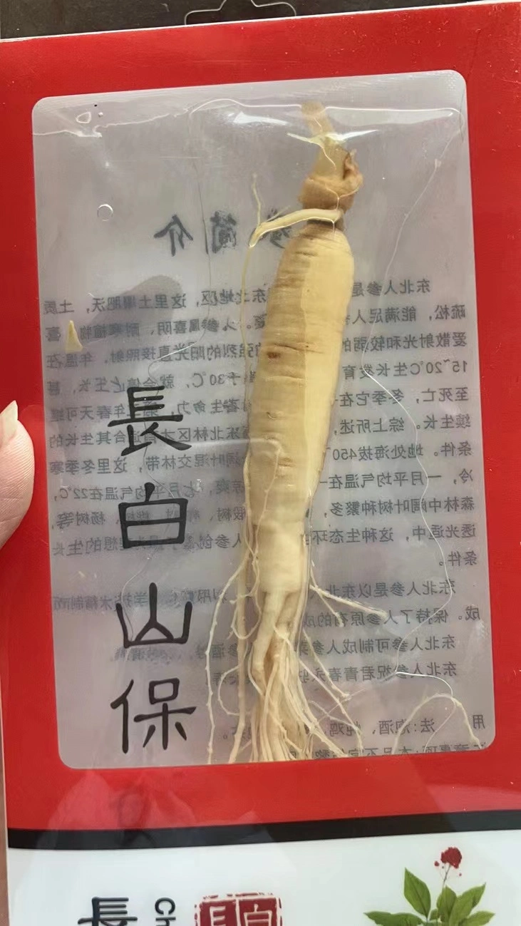 Alta calidad de la raíz del Ginseng