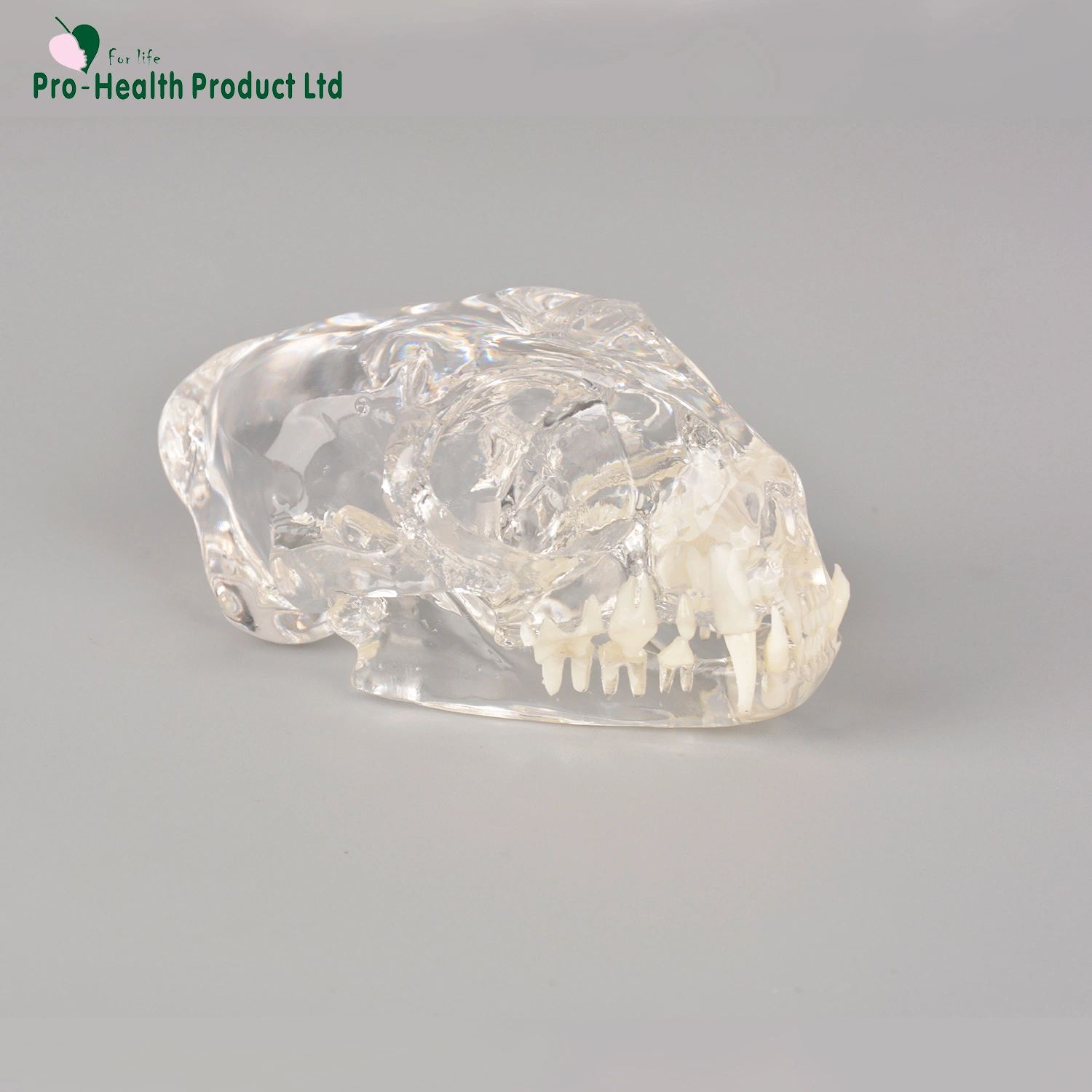 Feline Clear Anatomical Model