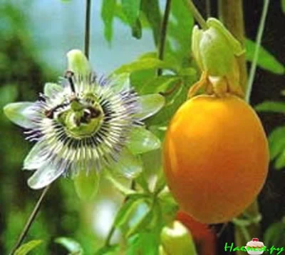 Passion Flower Extract Powder Passion Fruit Extract